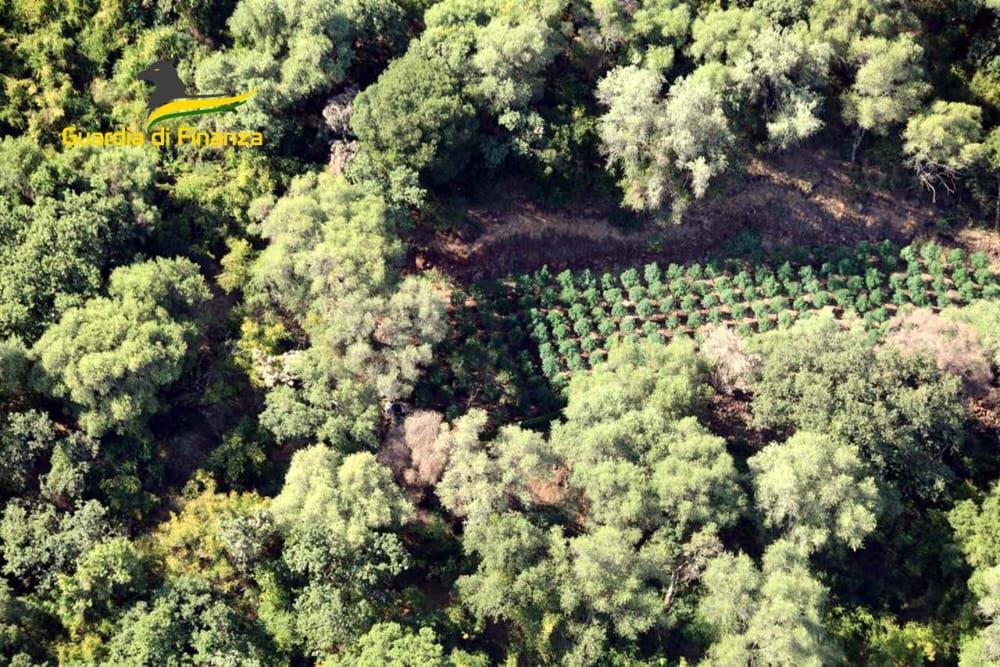 Catania, sequestrate tre piantagioni di canapa indiana – FOTO e VIDEO