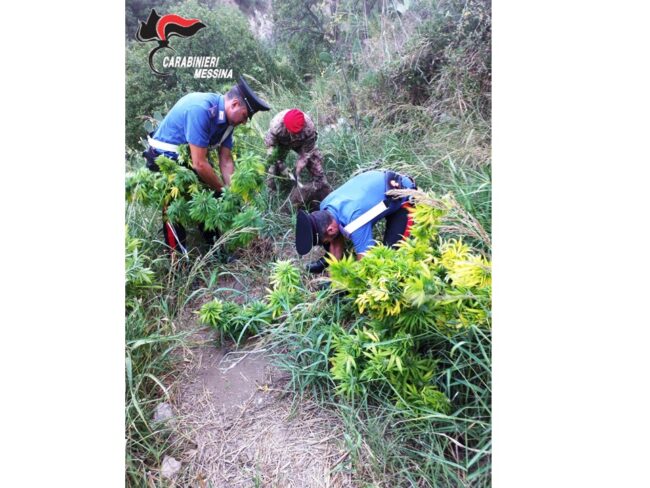 Insolito via vai in un terreno del Messinese, scoperte 153 piante di marijuana: nei guai padre e figlio