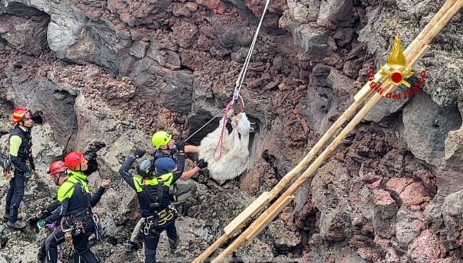 Catania, capretta incastrata da settimane in un pozzo vulcanico: salvata dai vigili del fuoco – VIDEO
