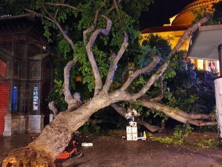 Si sfiora la tragedia davanti al Teatro Massimo, grosso albero cade e distrugge due chioschi Liberty
