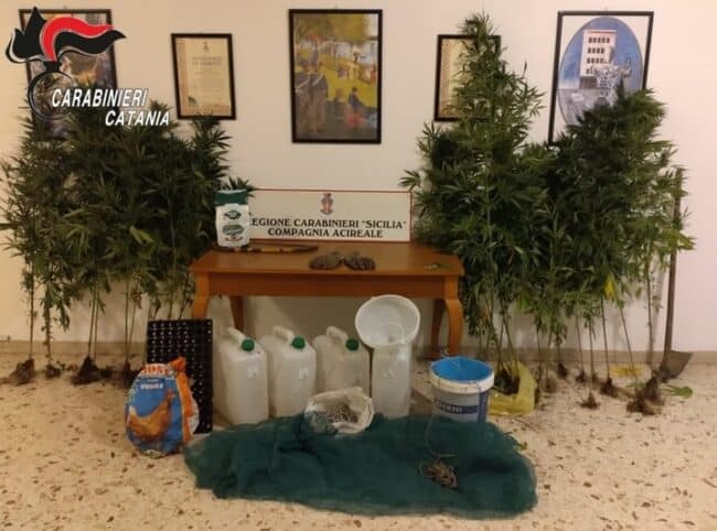 Acireale, coltivazione di marijuana a conduzione familiare: arrestato padre e denunciato figlio minorenne