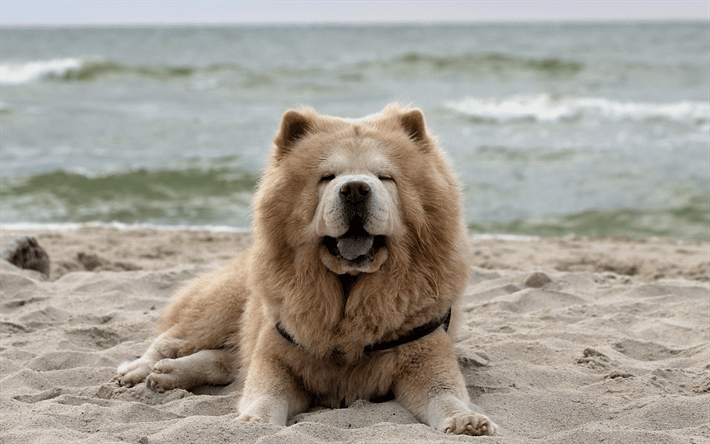 Picchia il cane in spiaggia e lui reagisce: 35enne “sbranato” dal suo chow chow