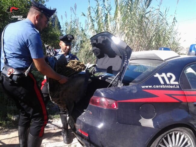 Un sacco nel capanno con mezzo chilo di droga, arrestato 62enne
