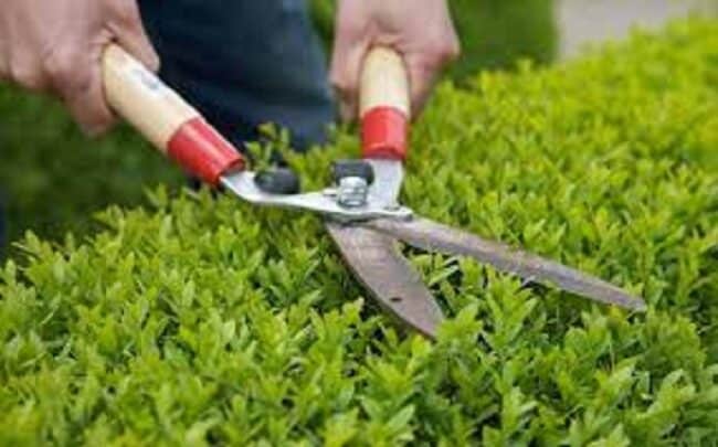 Violenta lite sfocia in aggressione: 40enne ferito al volto con forbice da giardinaggio