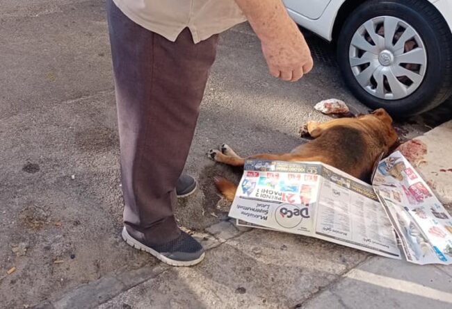 Cagnolina di quartiere uccisa a sassate e lasciata in una pozza di sangue: “Gesto atroce contro la dolcissima Stella”