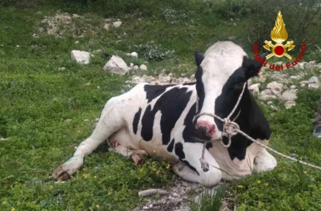 Mucca cade in una scarpata e non riesce a tornare verso la stalla: recuperata con l’elicottero