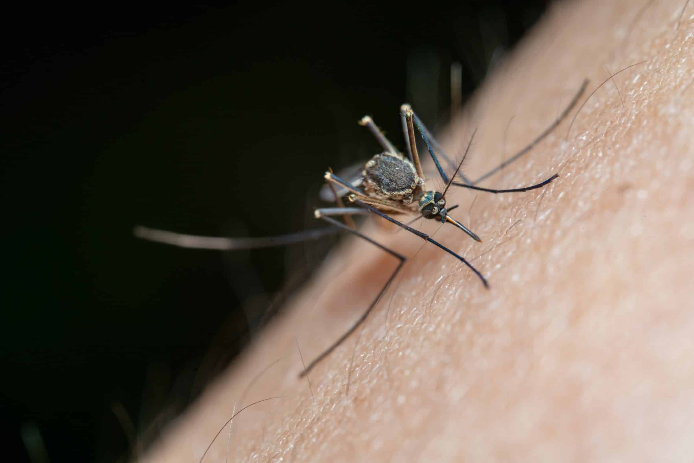 Febbre “West Nile” in Sicilia, come si diffonde il virus delle zanzare e chi è più a rischio