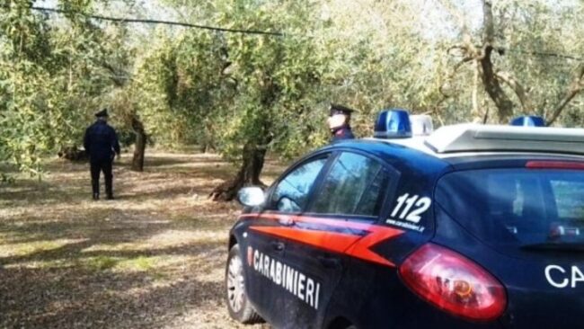Raid all’interno di un vigneto, almeno 600 piante distrutte e danni ingenti