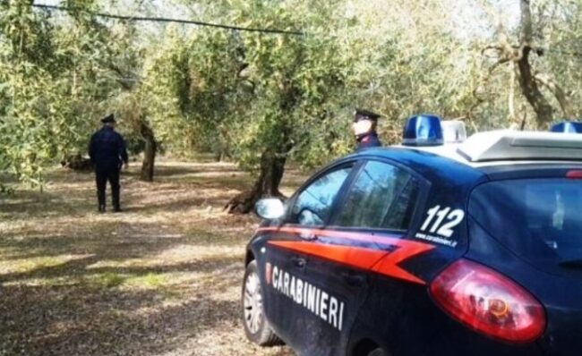 Vigneto preso di mira da ignoti: tranciate 5mila piante, danno da 20mila euro