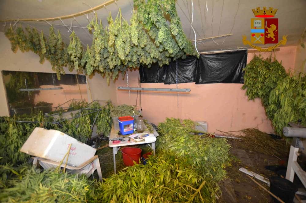“Vivaio” di marijuana in casa, 52enne di Vittoria arrestato con oltre 200 kg di droga