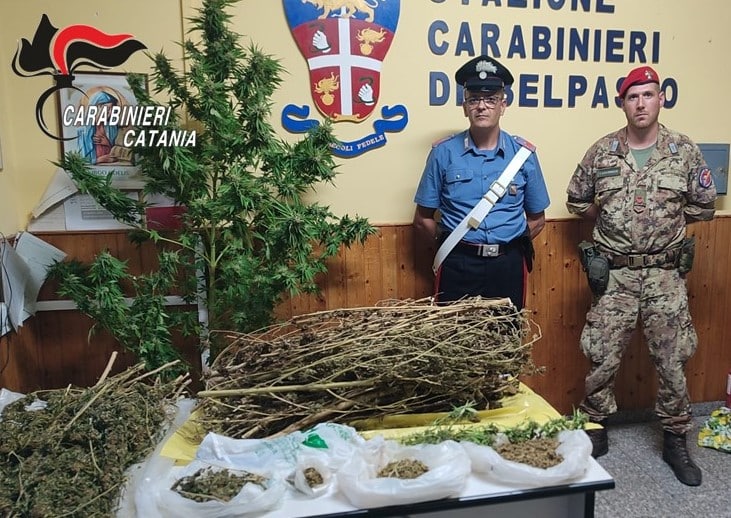 Coltivano marijuana nel proprio fondo agricolo: marito e moglie scoperti dei carabinieri