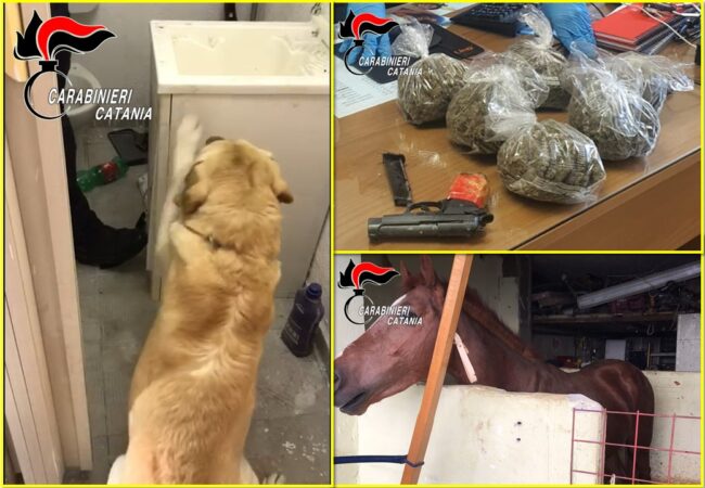 Una stalla abusiva e sacchi pieni di droga in un garage di San Giovanni Galermo – FOTO