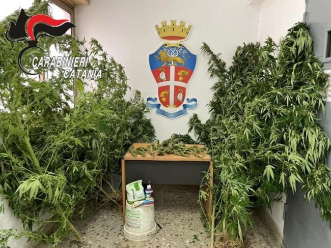 Stava scontando una pena ai domiciliari, il giudice lo autorizzava a lavorare in campagna ma lui coltivava marijuana