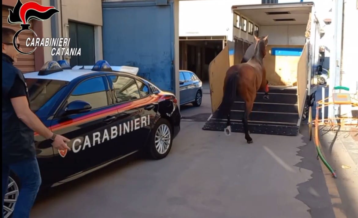 Bloccata corsa clandestina di cavalli nel catanese: il montepremi era di 200mila euro – VIDEO