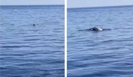 Grande sorpresa nel mare eoliano, avvistato esemplare di foca monaca a Stromboli