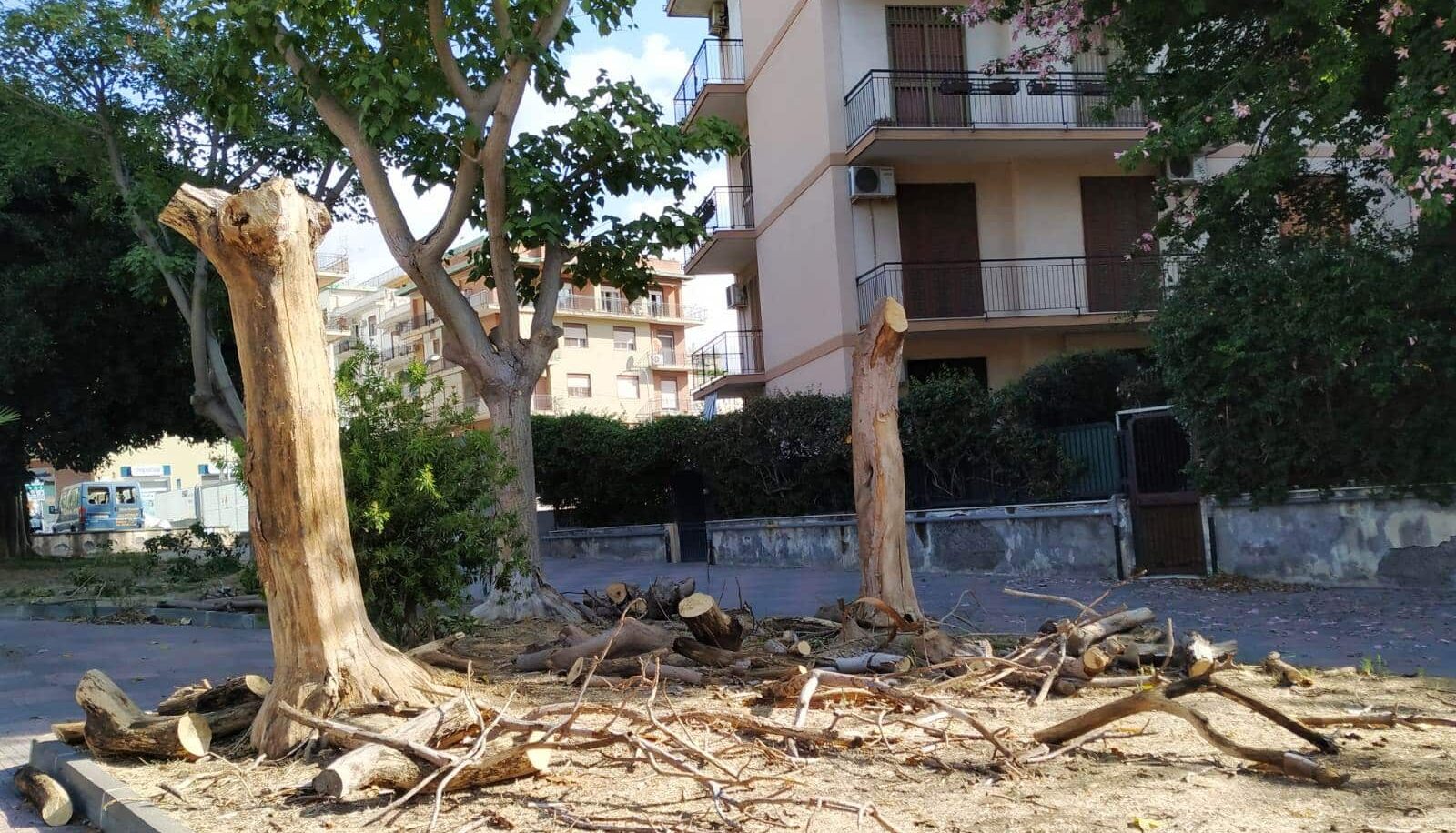Capitozzatura alberi piazza Croce Rossa Italiana, la segnalazione del Comitato Vulcania Ambiente