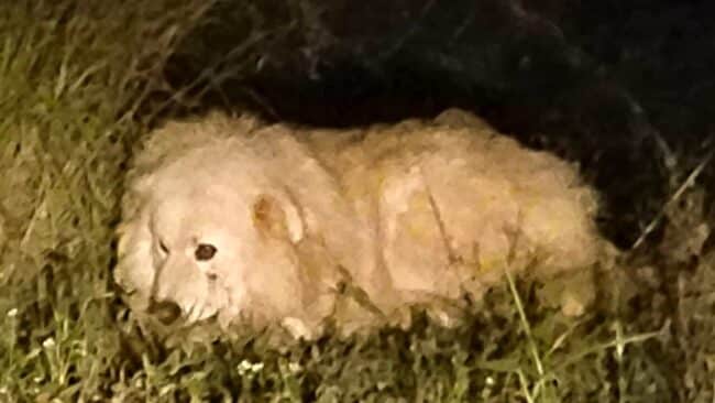 Cane legato e abbandonato per tante ore al buio nelle campagne: soccorso e trasportato in luogo sicuro