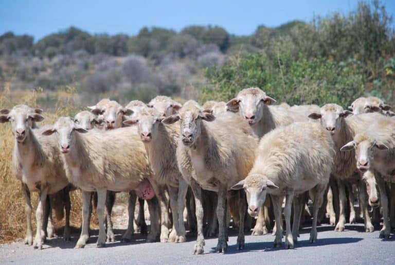 Caos lungo la Catania-Messina, gregge di pecore invade l’autostrada: traffico in tilt