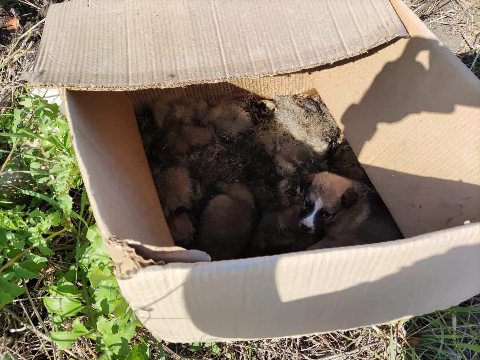 Orrore a Caltanissetta, muore intera cucciolata abbandonata in un cartone sotto il sole
