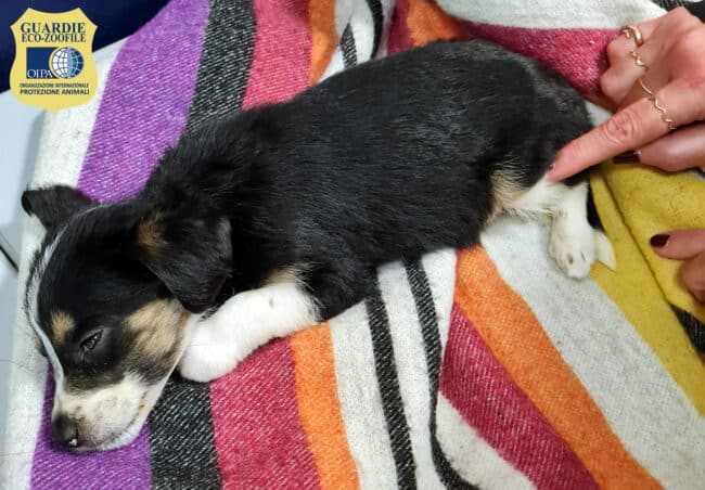 Cagnolino messo in vendita illegalmente su un noto portale di annunci: incastrato venditore e sanzionato