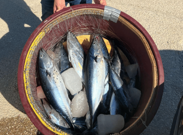 Operazioni di Polizia marittima a tutela delle specie ittiche: fioccano sanzioni salatissime