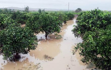 Maltempo, danni ingenti all’agricoltura: Scardino (Cia Sicilia) scrive all’assessore Sammartino