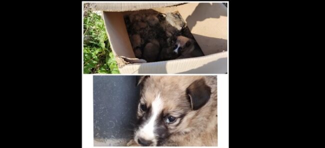 Abbandona una cucciolata di cani sotto il sole, muoiono tutti: taglia da mille euro sul responsabile