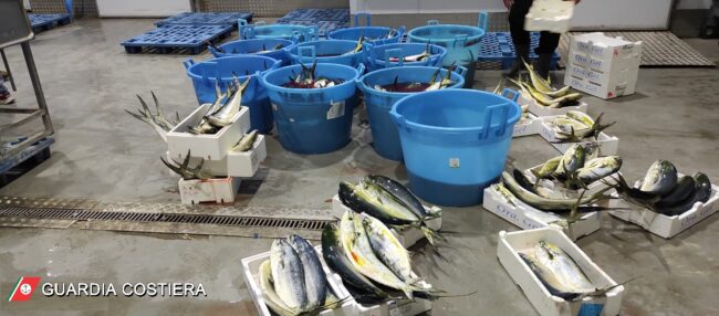 Catania, sequestrati 700 Kg di “caponi”