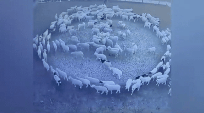 Un gregge di pecore cammina in cerchio da 15 giorni: “È l’apocalisse” – IL VIDEO