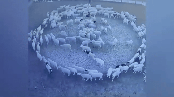Gregge di pecore in cerchio, svelato il mistero