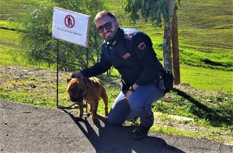 Cucciolo di pitbull vaga sulla SS 640 col rischio di essere investito: salvato dalla polizia