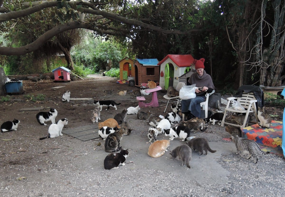 I gatti di Villa Curia, le associazioni animaliste si costituiscono parte civile per difendere gli animali
