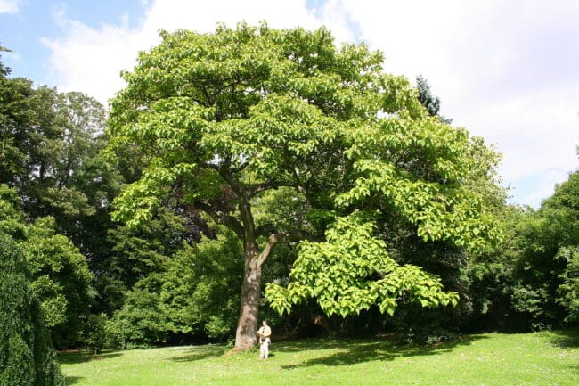 COVID-19 e Paulonia: dalla natura una possibile cura
