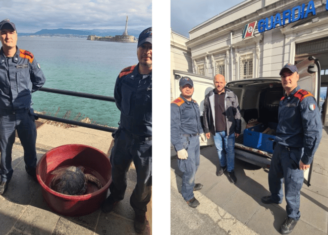 Salvata una tartaruga impigliata in un sistema di pesca