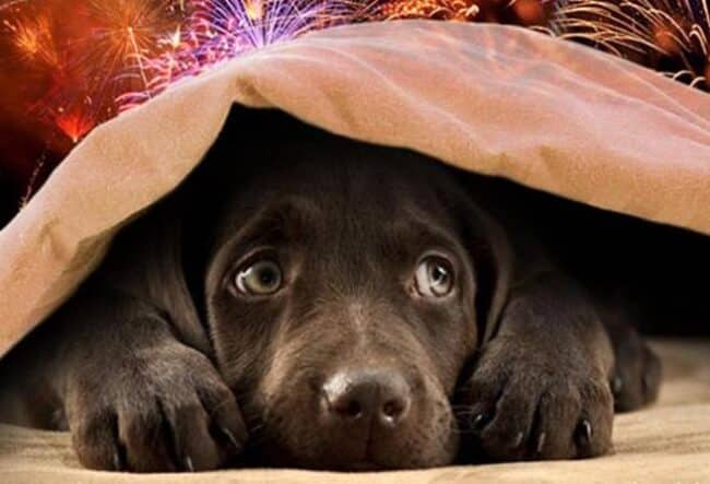 Botti di Capodanno, come proteggere cani e gatti? Il DECALOGO Oipa