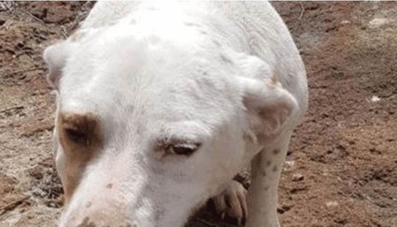 Cani malnutriti, in mezzo alla sporcizia e abbandonati in un casolare: denunciato proprietario