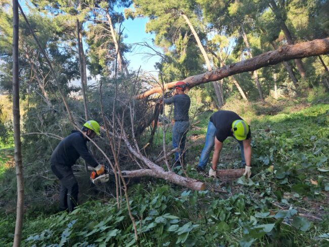 Palermo, avviati i lavori di rimboschimento alla Favorita: nascerà un giardino didattico
