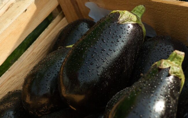 Furto in un terreno agricolo, ladri fuggono con 80 chilogrammi di melanzane: 2 denunce