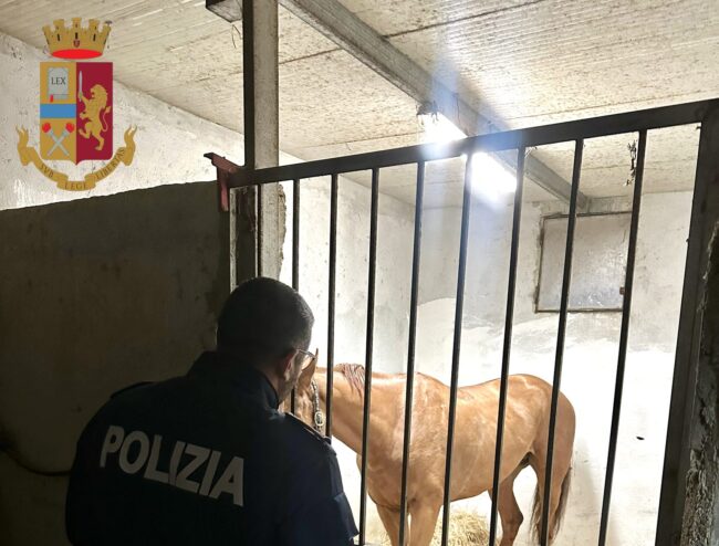 Corsa clandestina di cavalli, bloccata competizione illegale e denunciato uno dei fantini