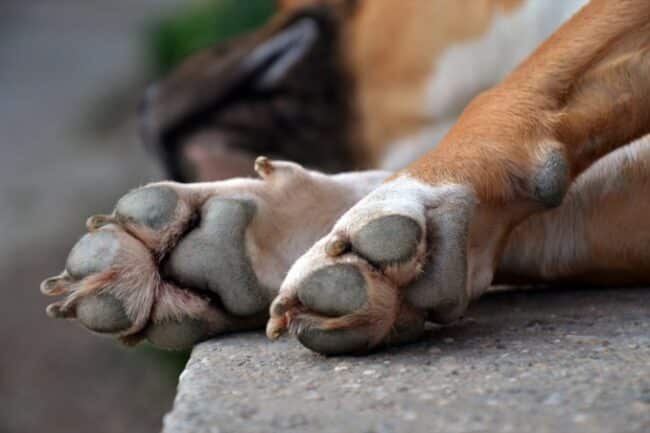 Dramma della solitudine, uomo morto in casa da giorni: viveva con un cagnolino
