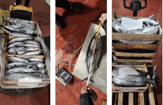 Riposto, sequestrato circa 285 chili di pesce