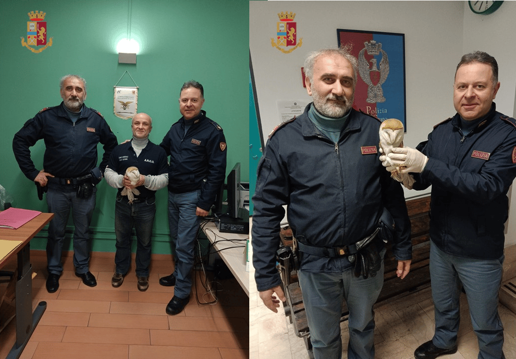 La Polizia salva un barbagianni ferito alla stazione di Catania