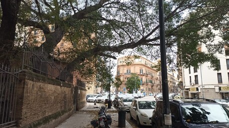 Ramo inclinato pronto a spezzarsi a Palermo, sicurezza pubblica a rischio