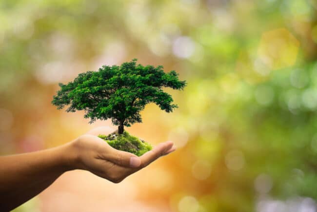 Caltanissetta, 100 alberi a rischio abbattimento per costruire una pista ciclabile