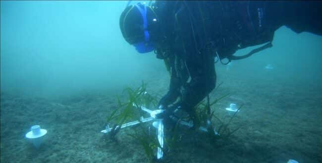 Golfo di Palermo, avviato progetto pilota di riforestazione marina con Posidonia