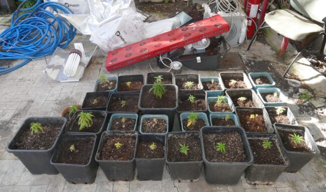 Acireale, ritorna dopo dieci anni nella sua casa e ci trova una coltivazione di cannabis