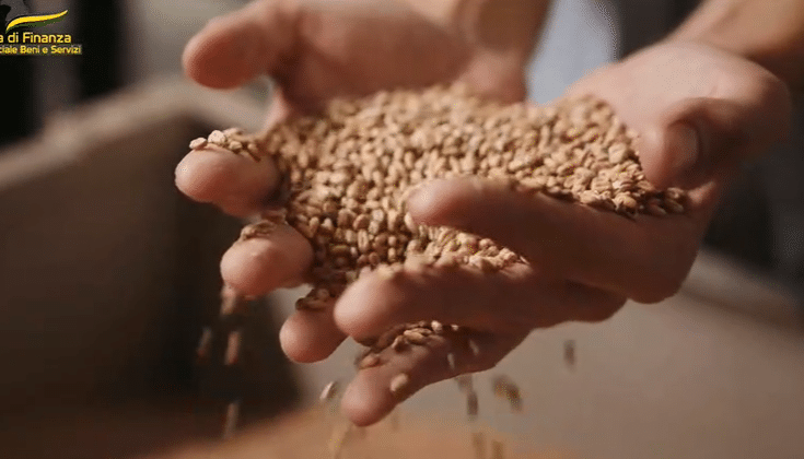 Pirateria agroalimentare, sequestrate 382 tonnellate di cereali in Sicilia e Puglia