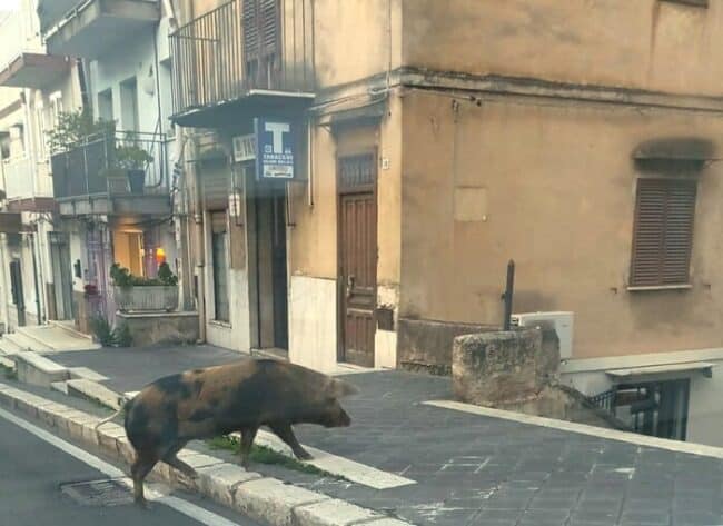 Maialino preso a calci per strada, il video fa il giro del web e poi viene rimosso: indagini in corso