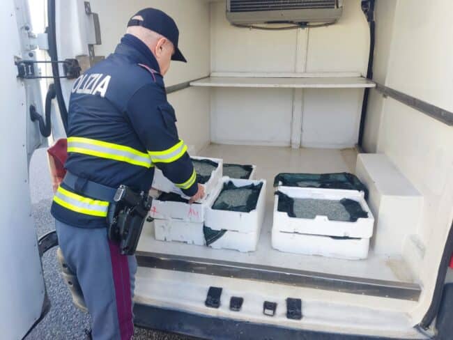 Sicurezza alimentare e tutela ambientale, sequestrati cento chili di novellame di sarda