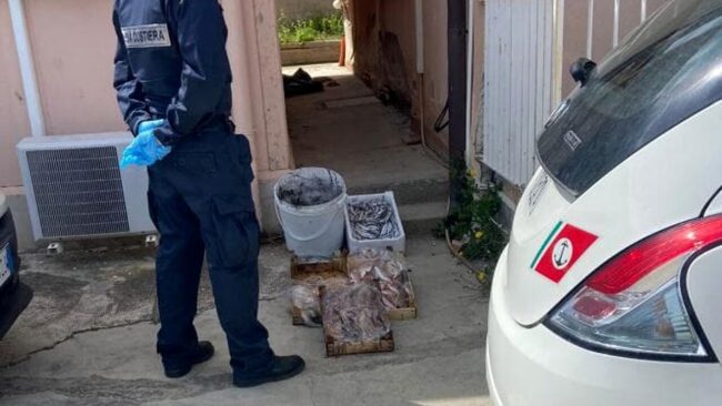 Sequestrati 20 chili di “neonata” e 60 chili di prodotto ittico in cattivo stato di conservazione